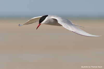 Arctic Tern flight speed