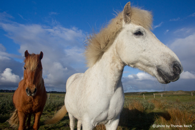 Farben Island Pferde