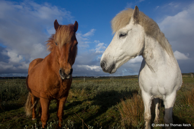 Icelandic horses on horse paddock