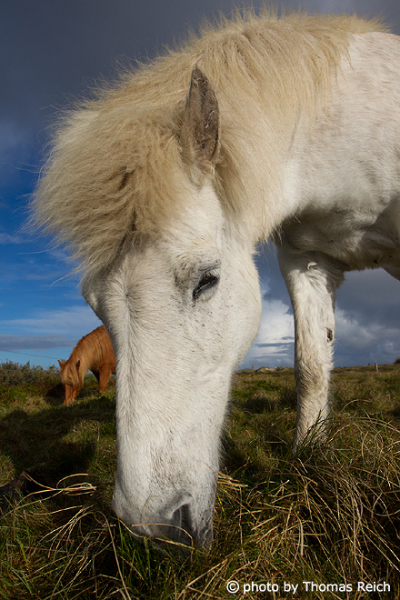 Icelandic horses appearance