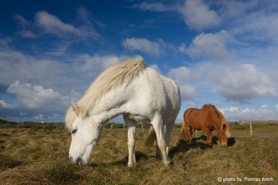 Icelandic horse feeding grass
