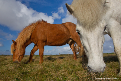 Icelandic horses brown and white