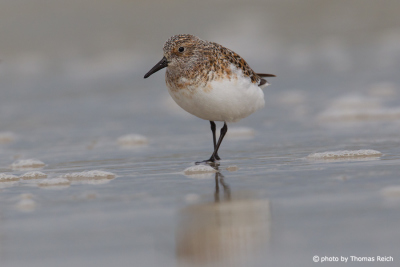 Little Stint in the mud