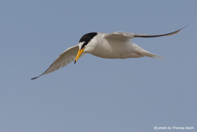 Little Tern flying