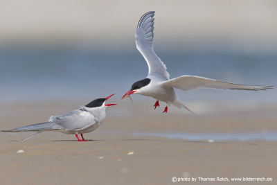 Arctic Terns courtship