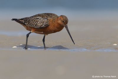 Bar-tailed Godwit on the North Sea