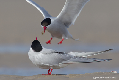 Arctic Tern male offer fish to female