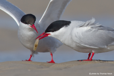 Arctic Tern courtship