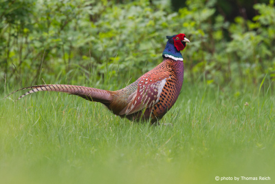 Common Pheasant male on meadow