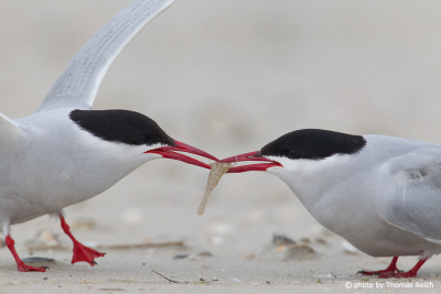 Arctic tern male handing over a bridal gift