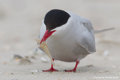 Arctic Tern eating crab