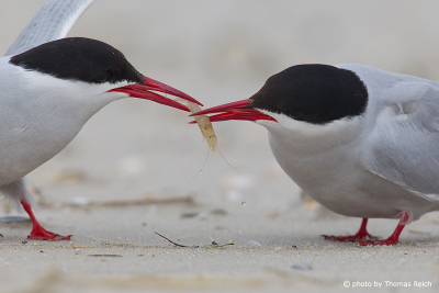 Arctic Terns in Germany