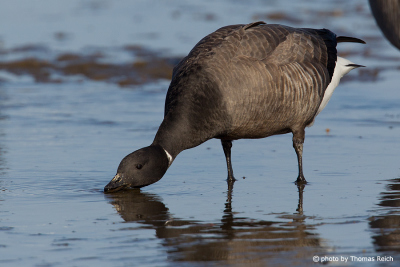 Brent Goose feeding on mudflats