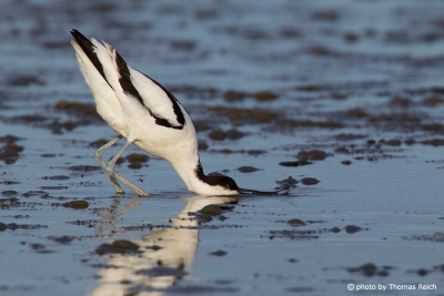 Pied Avocet in search of food