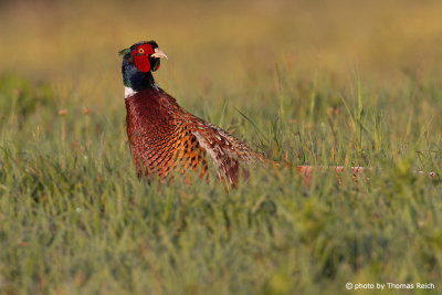 Common Pheasant sits in the grass