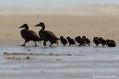 Common Eider ducklings walking in the mudflats