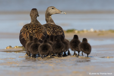Common Eider adults with juveniles