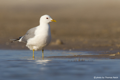 Common Gull in the Wadden Sea