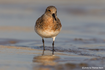 Little Stint at the North Sea