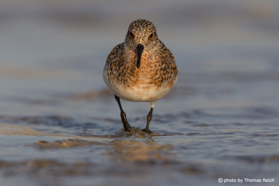 Little Stint at the ocean