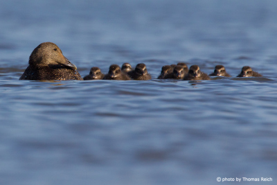 Female Common Eider swimming with chicks