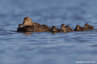 Common Eider duck family swimming on the ocean