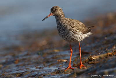 Common Redshank at low tide