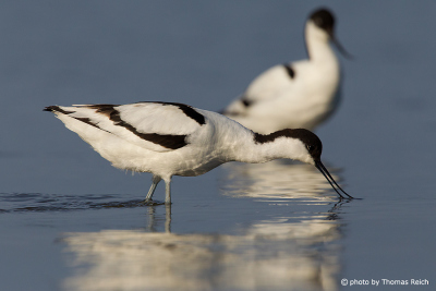 Pied Avocet eat insects
