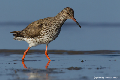 Common Redshank foraging on the mudflats