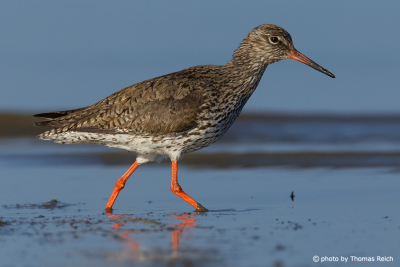 Common Redshank appearance