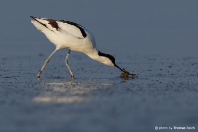 Pied Avocet foraging in shallow water