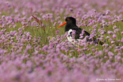 Eurasian Oystercatcher stands in flowers