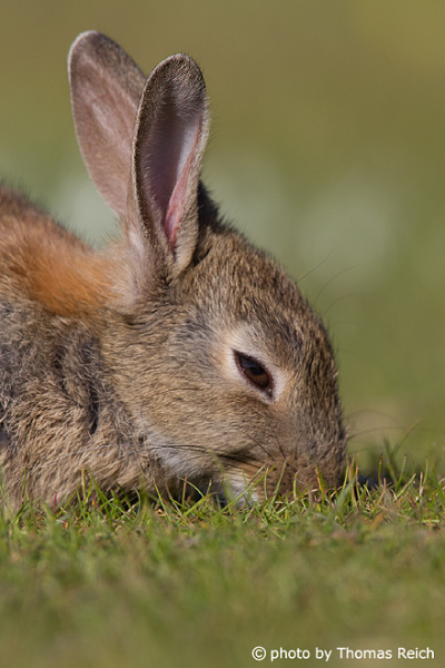 European Rabbit eating grass