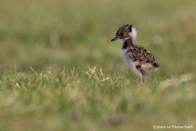 Northern Lapwing baby