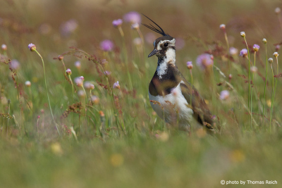 Northern Lapwing male long crest