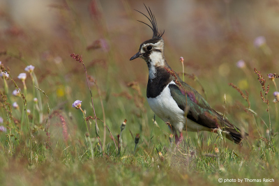 Northern Lapwing on meadow of flowers