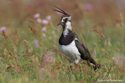 Adult Northern Lapwing male