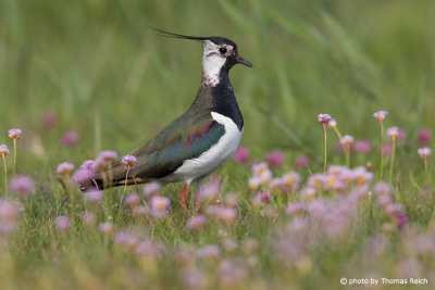 Northern Lapwing bird in Germany