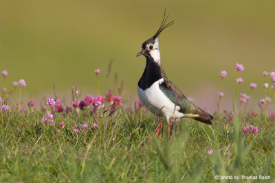 Northern Lapwing appearance
