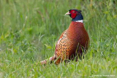 Common Pheasant plumage colours