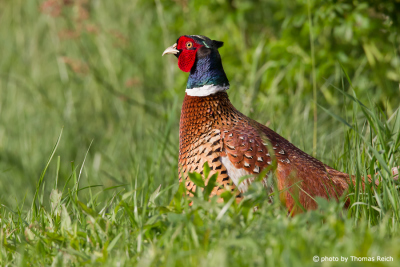 Ring-necked pheasant natural habitat