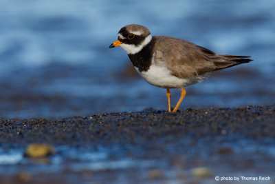 Common Ringed Plover appearance