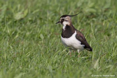 Northern Lapwing voice