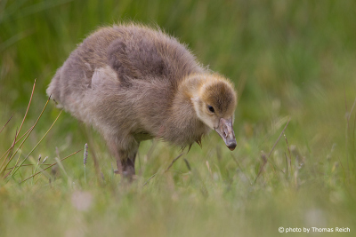Greylag Goose Gosling eats
