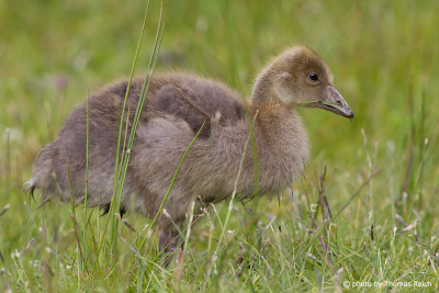 Greylag Goose Baby