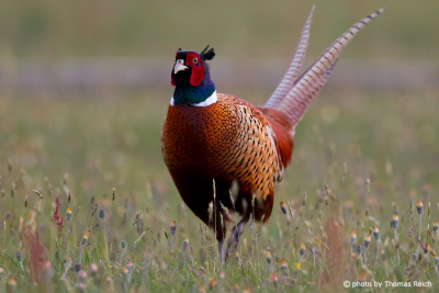 Appearance Common Pheasant