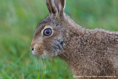 European Hare close up