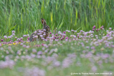 Brown hare in flower meadow