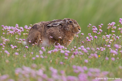 European Hare resting in flowers