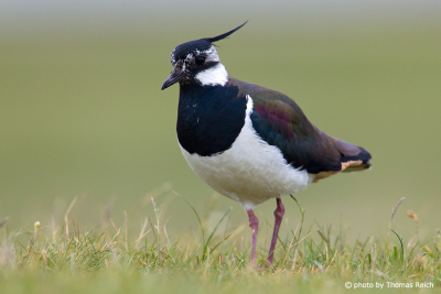 Northern Lapwing plover